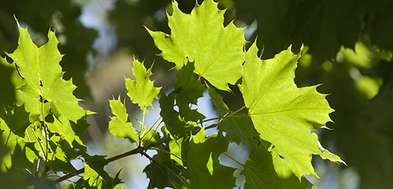 A maple tree in summer