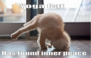 Yoga cat animated GIF