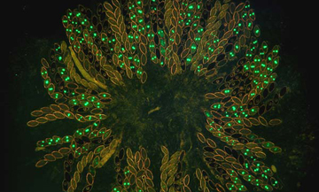 An image of Neurospora crassa from the National Institutes of Health.