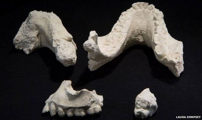 image of ancient human bones