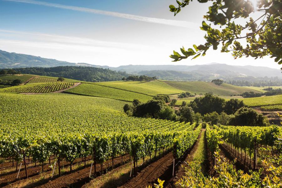 landscape view of vineyard