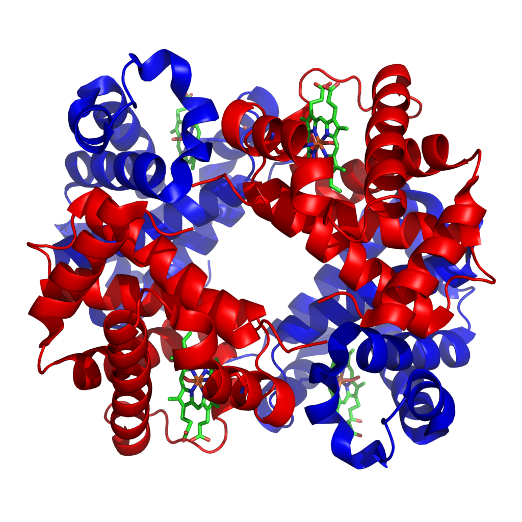 image of a hemaglobin moleculre