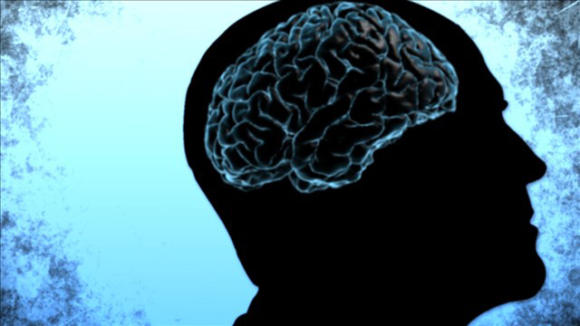 image of brain