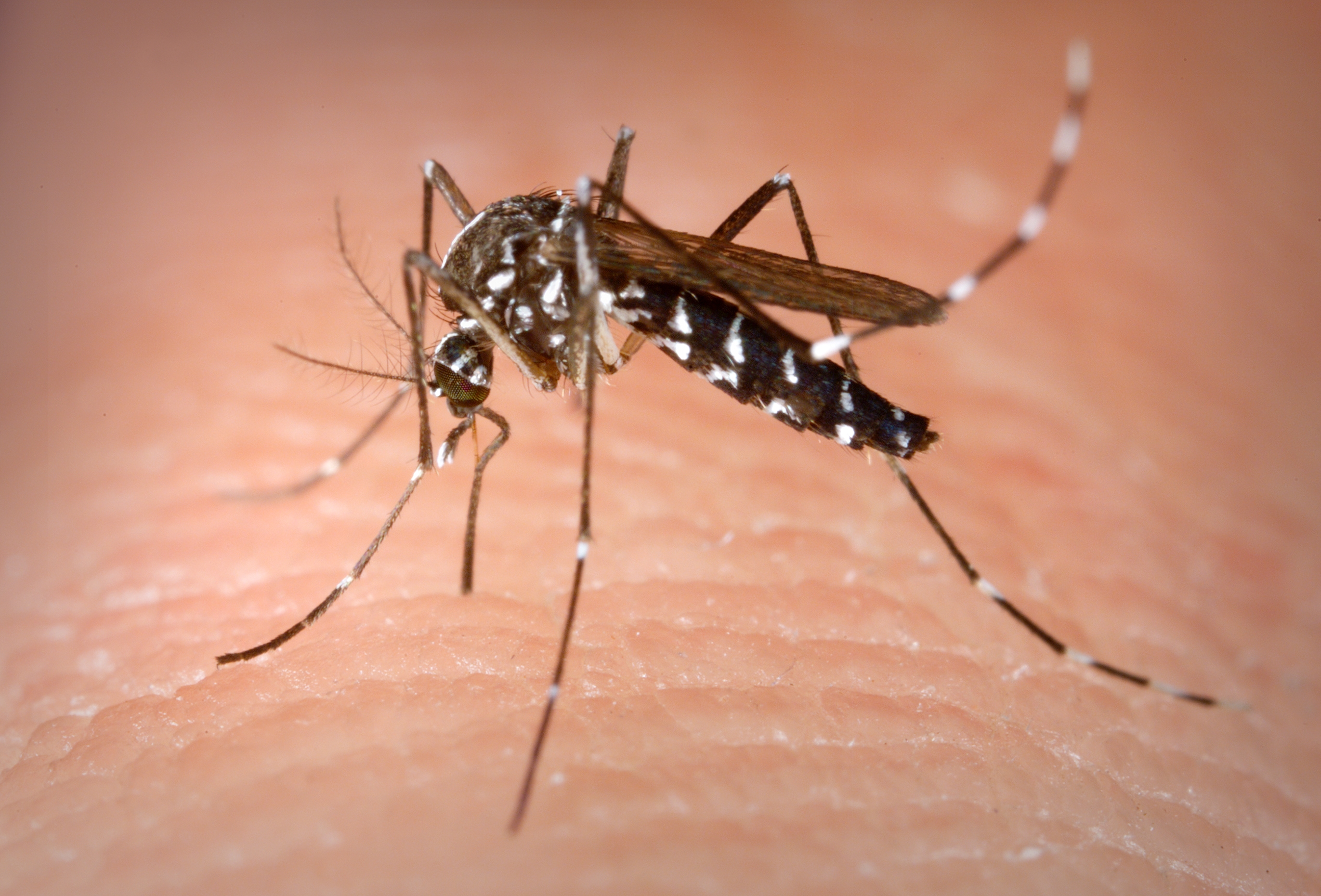 image of an Asian Tiger mosquito