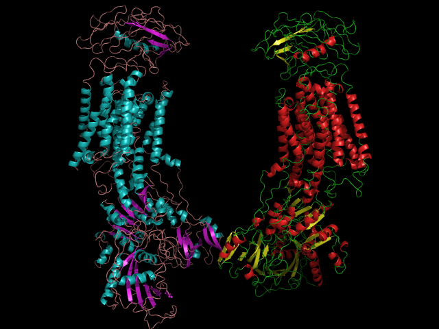 image of Na-K ATPase