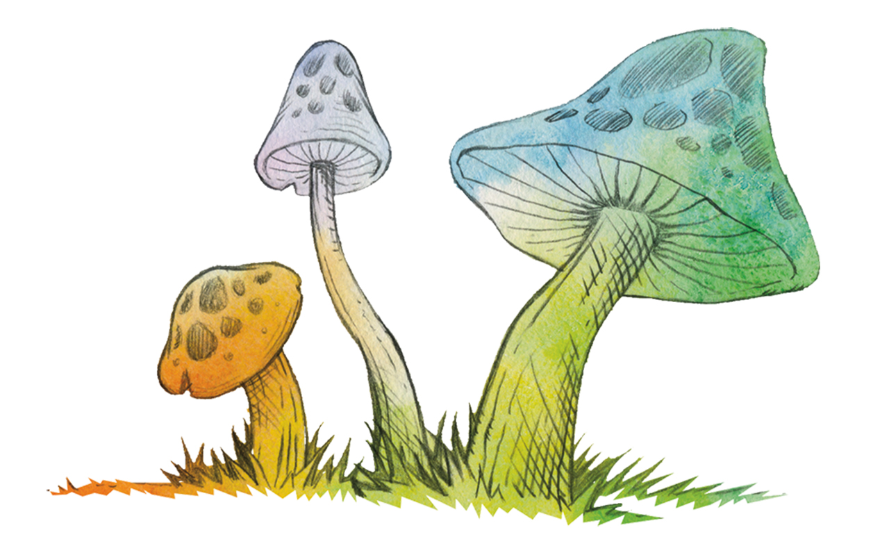 Mushrooms children's literature