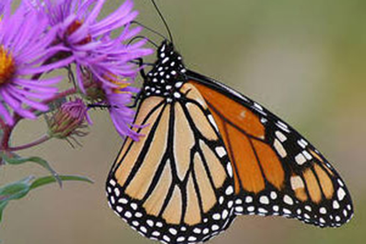 Monarch butterfly on aster
