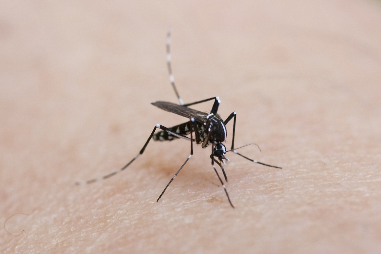 image of An Asian Tiger mosquito