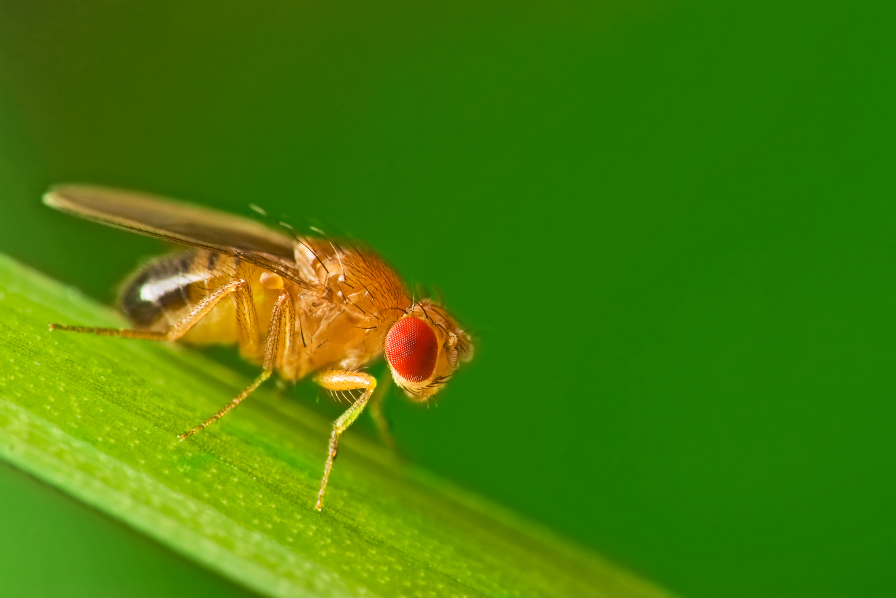 Image of a fruit fly from ichemblog.org.
