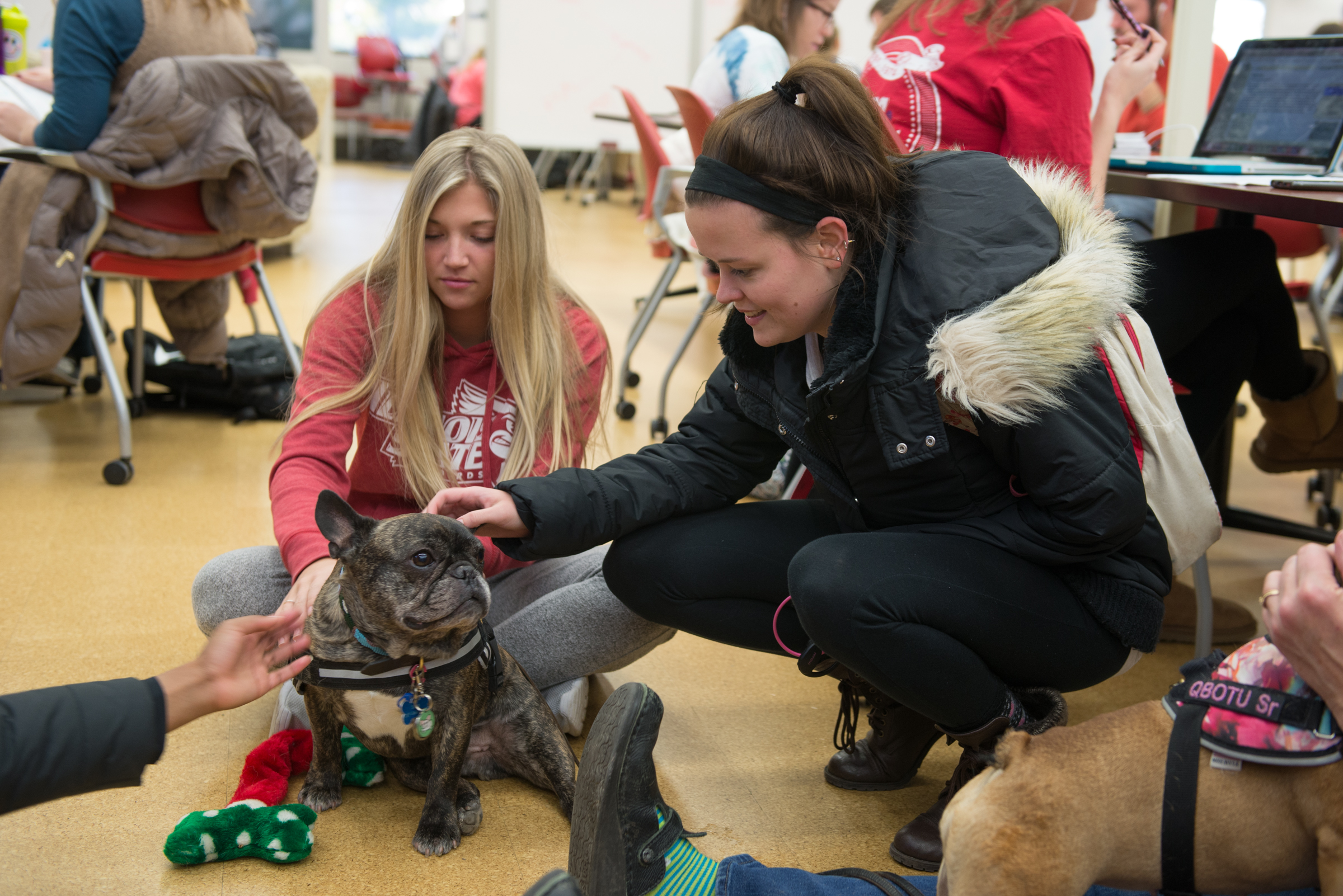 Illinois State students pet a certified therapy dog during PAWSitively Stress Free at Milner Library.