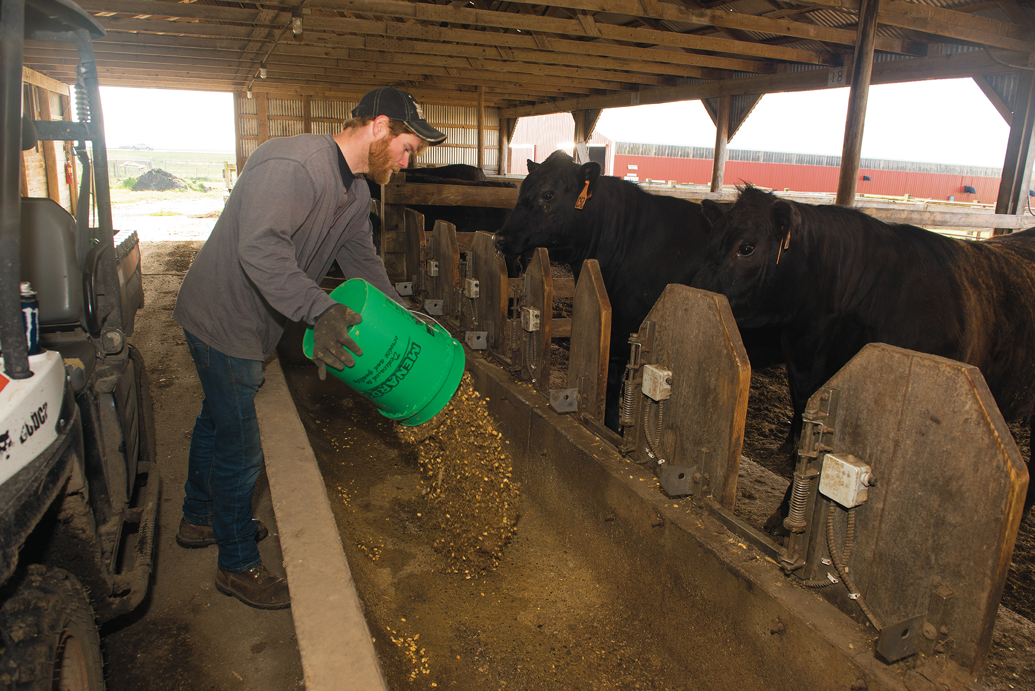 Parmenter pours the feed into bunks, from which the cattle ate throughout the day. During the study, Parmenter filled the bunks between 7 and 8 a.m. every day and allocated about 35 pounds of feed to each animal.