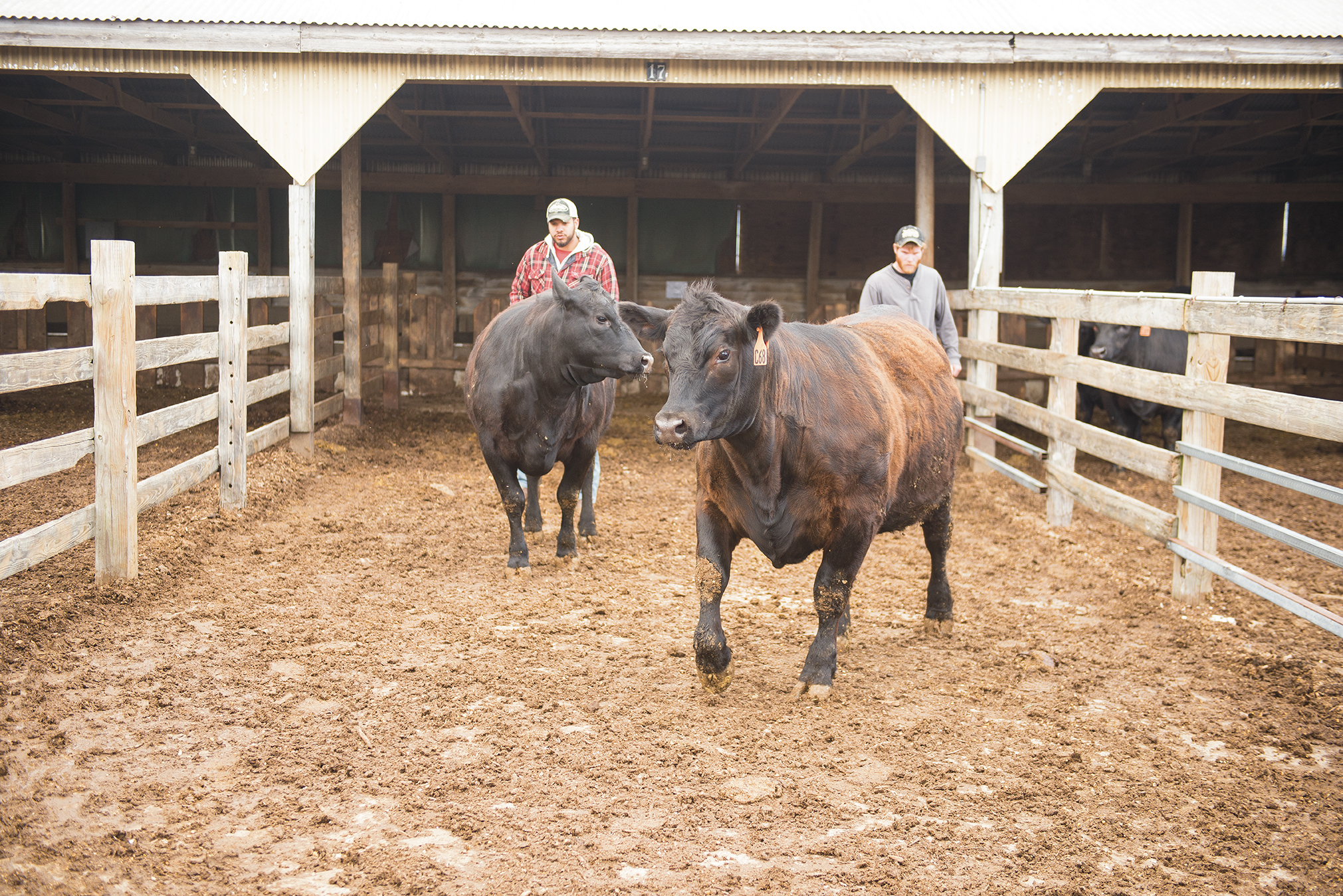 Brett Crite ’16, then an undergraduate student and farm employee, and Parmenter usher cattle into a chute through which they were directed to a scale.