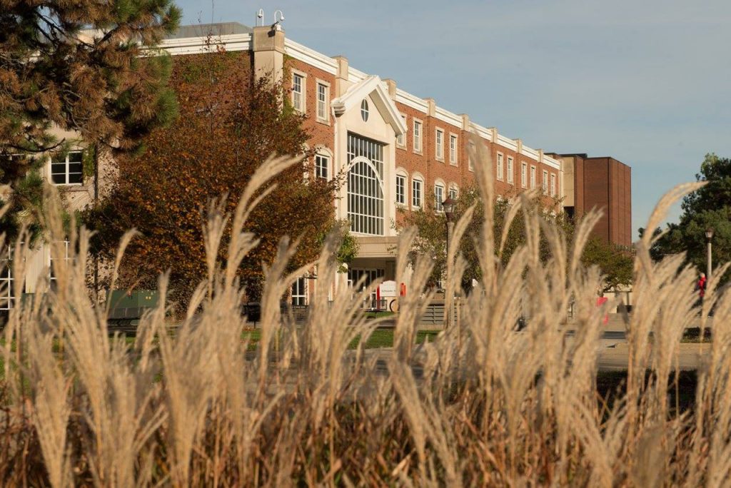 A close up of wispy, wheat-like foliage with Schroeder Hall standing stately in the background.