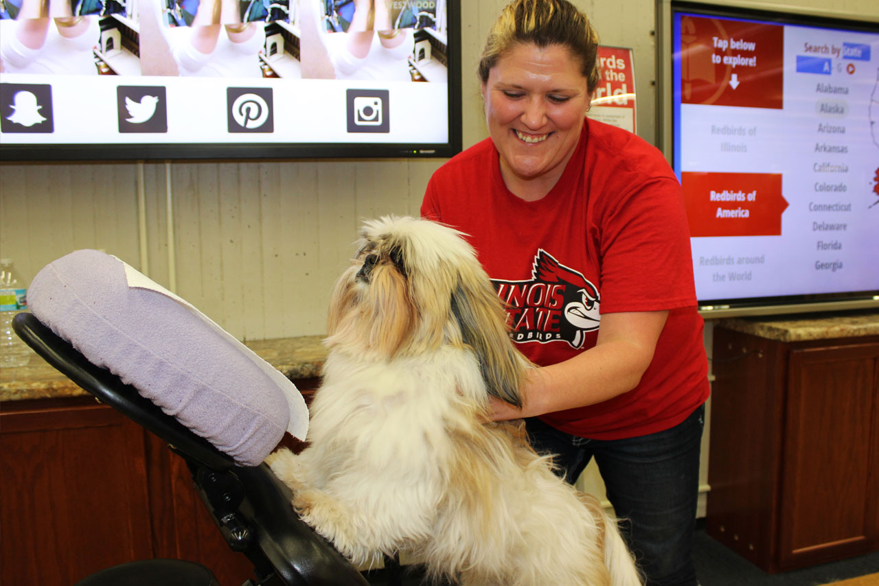 therapy dog getting chair massage