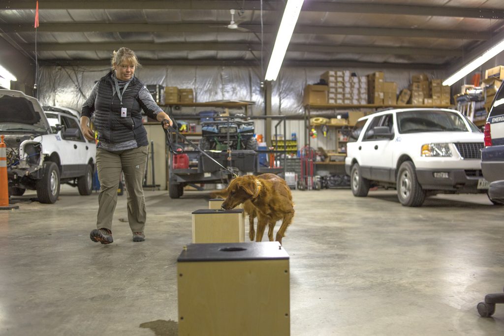 Client and mentor Joan Brehm puts Jessie through a training exercise designed to search for a target odor.