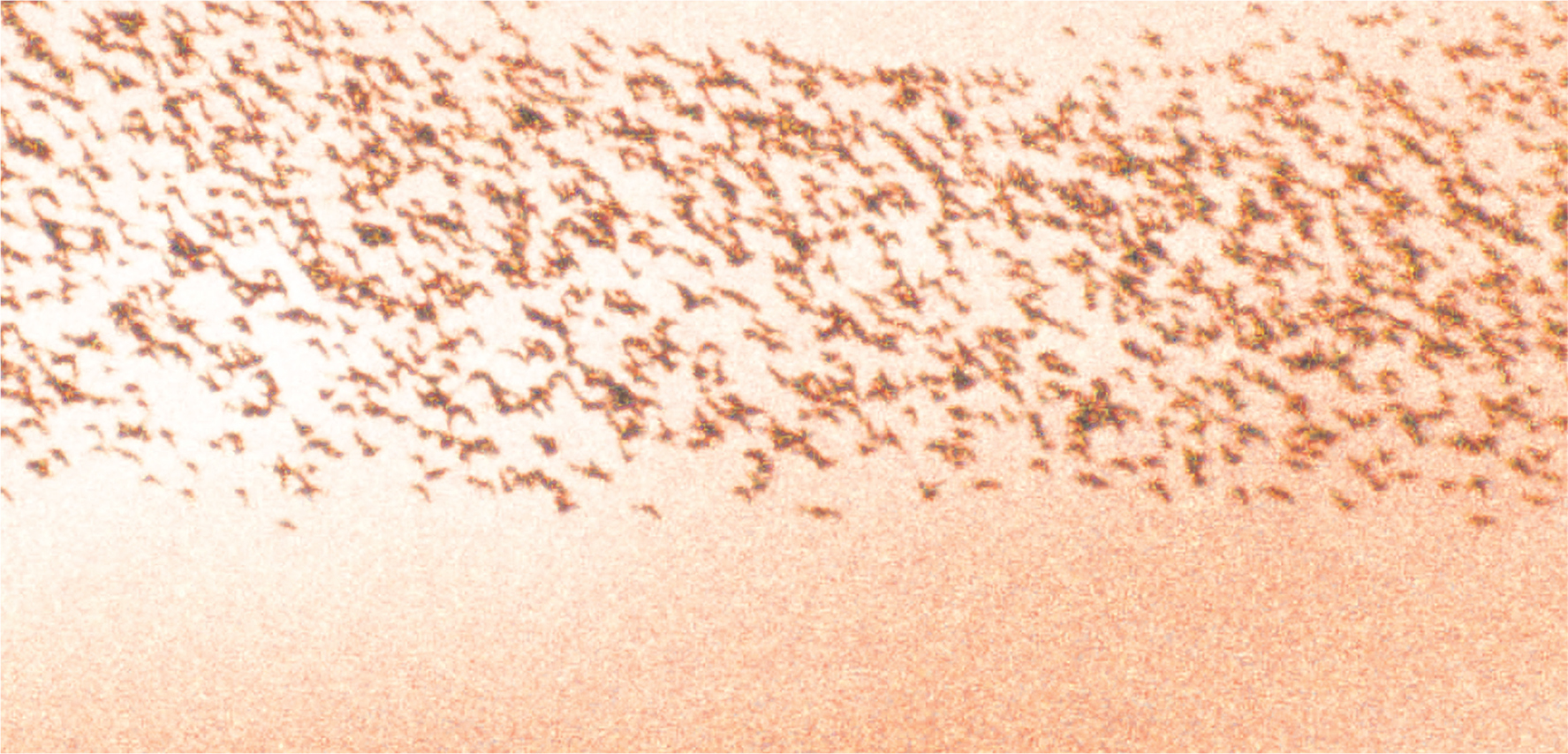 Flock of birds flying during a sunset. Image from the cover of Chloe Garcia Roberts's book, The Reveal.