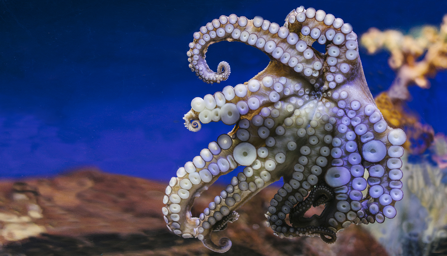 Close up view lively bright color octopus on background blue sea aquarium