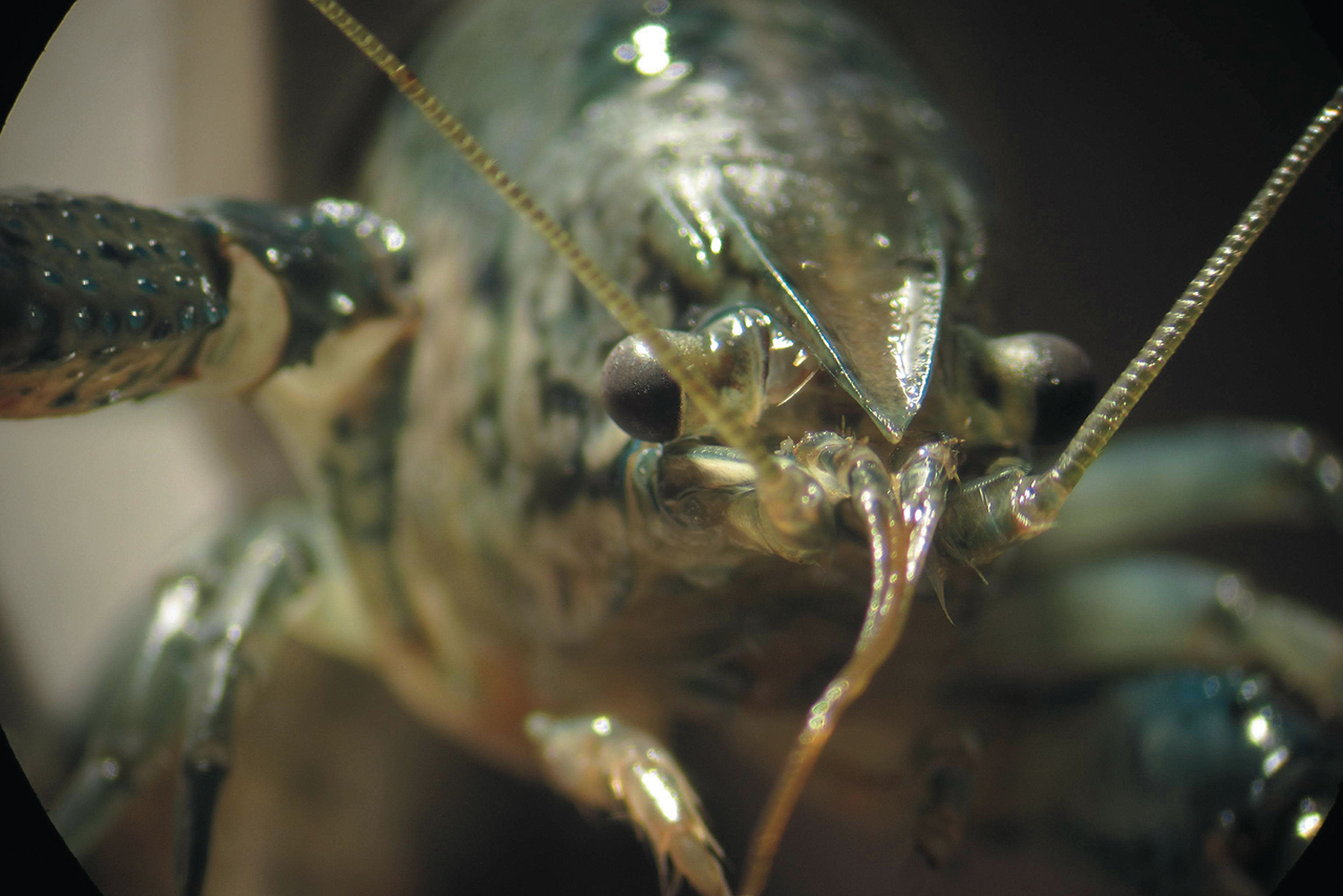 Up close and personal with one of the self-cloning marbled crayfish from Neurophysiology Professor Wolfgang Stein’s research laboratory.