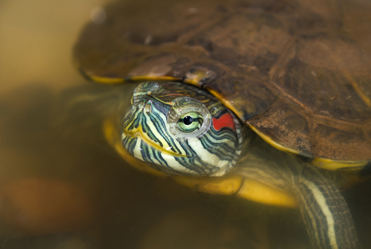 Closeup of red eared slider in the wild