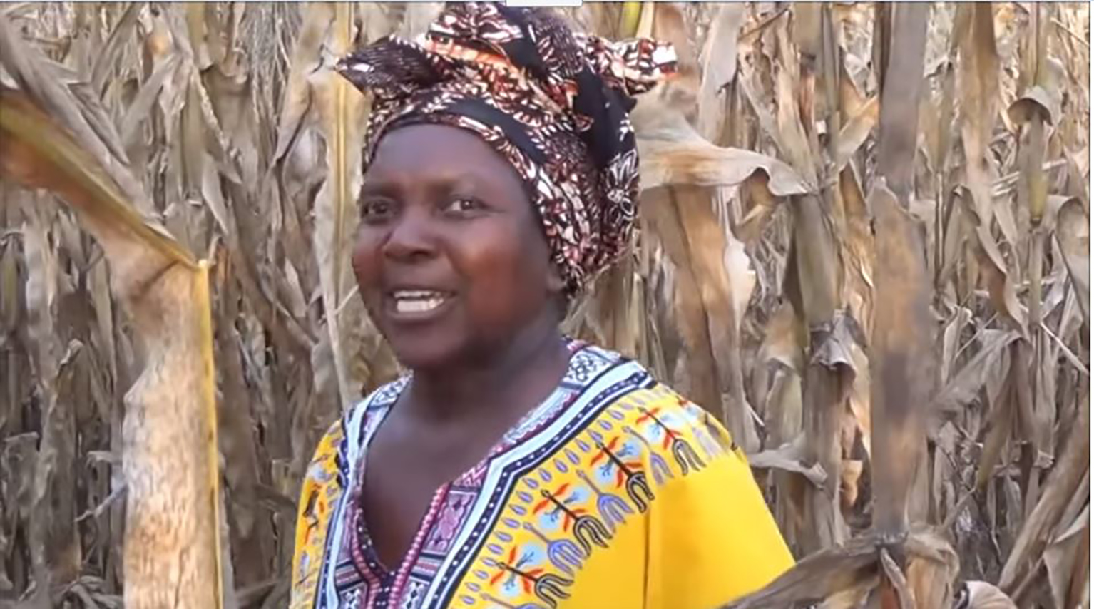woman speaking in a corn field.