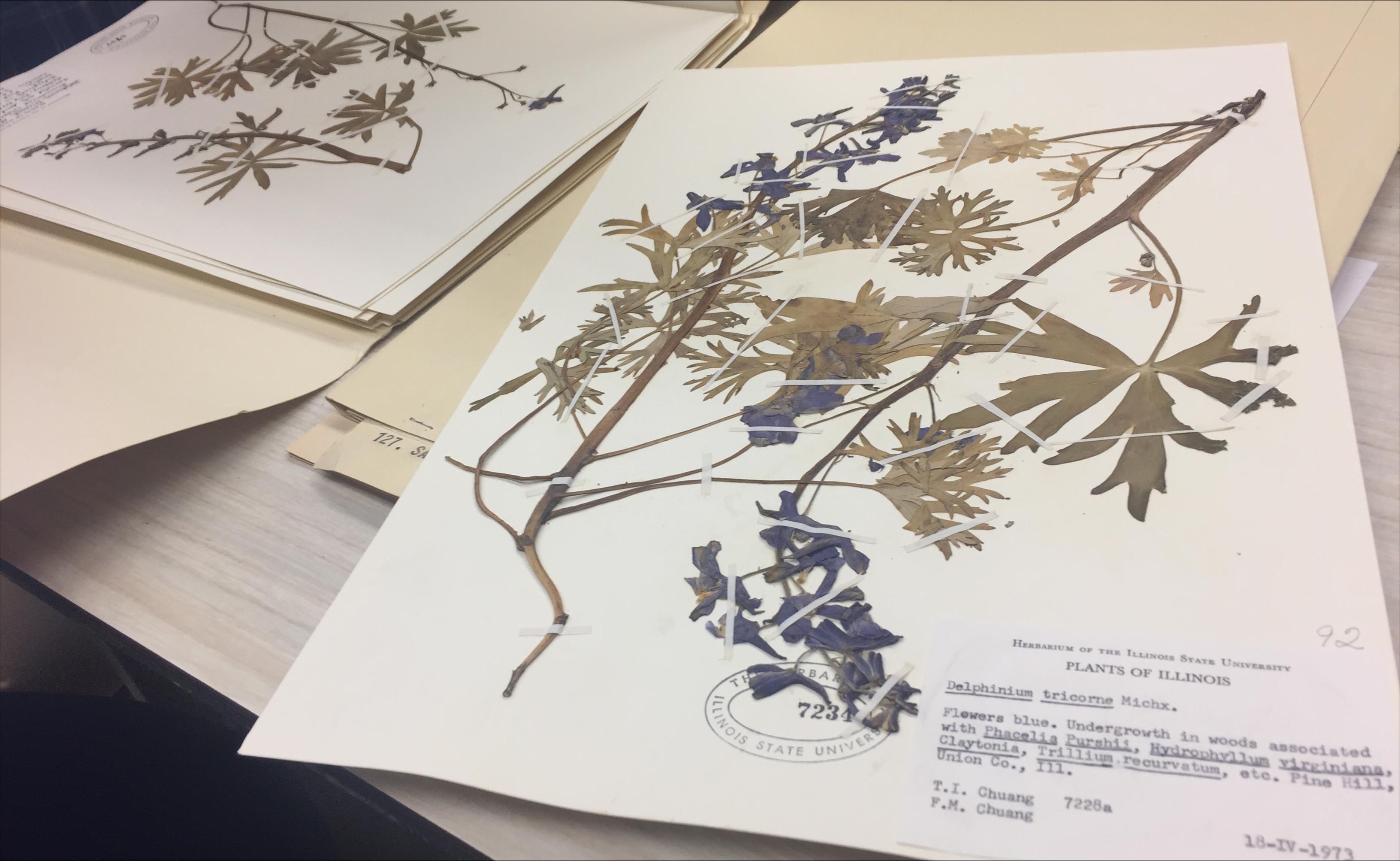 two pressed plants sitting in large folders.