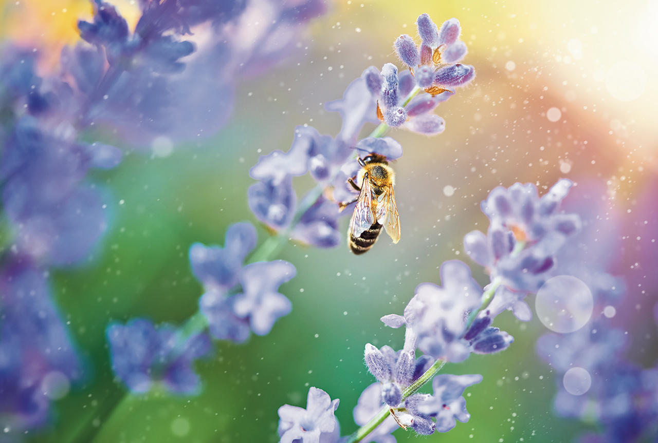 Bee picks honey on flowers lavender on sunset in sunny ray insect.