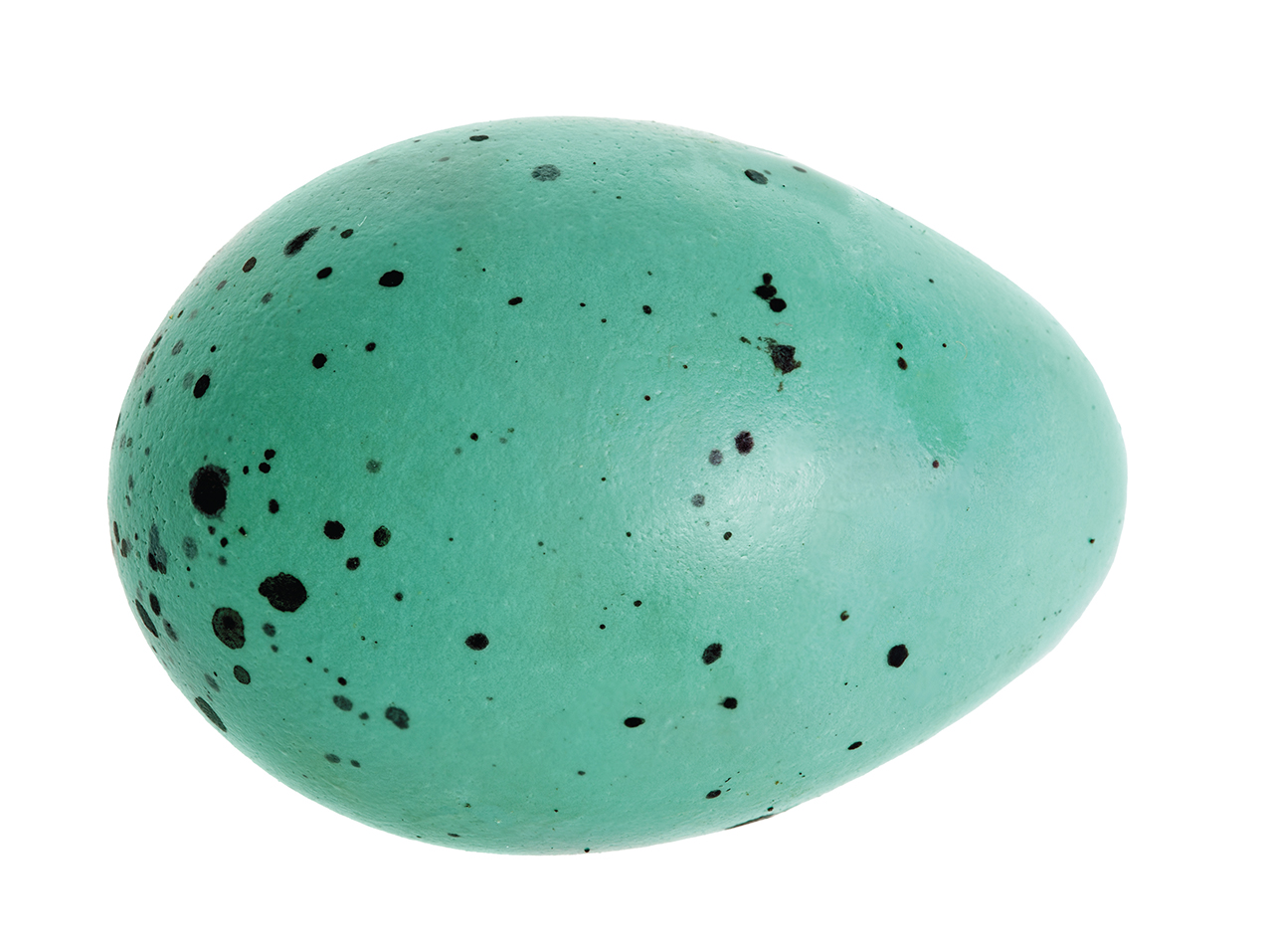 single blue spotted egg isolated on white background