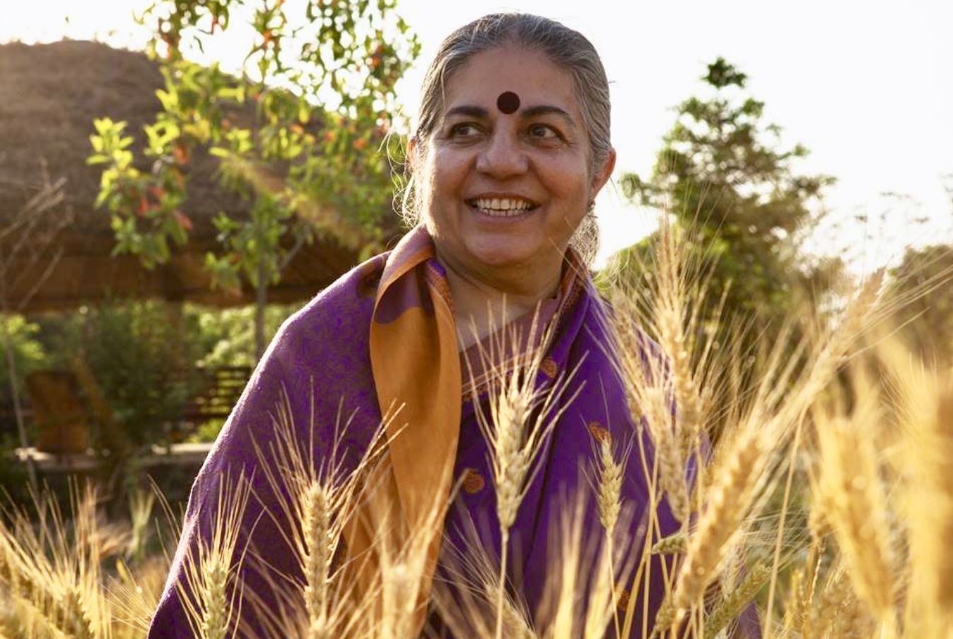Vandana Shiva in a field of wheat