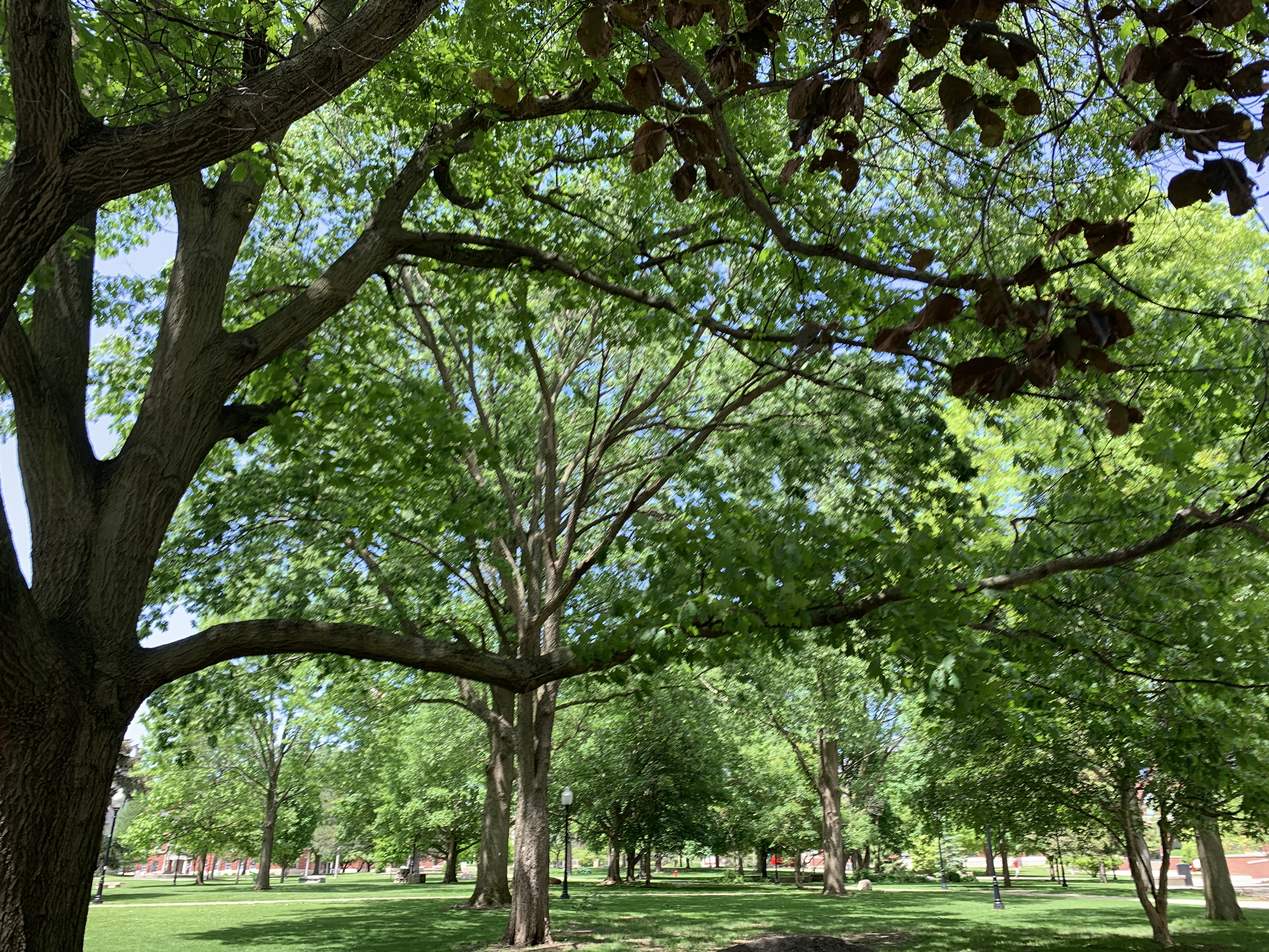 Trees on the Illinois State University Quad.