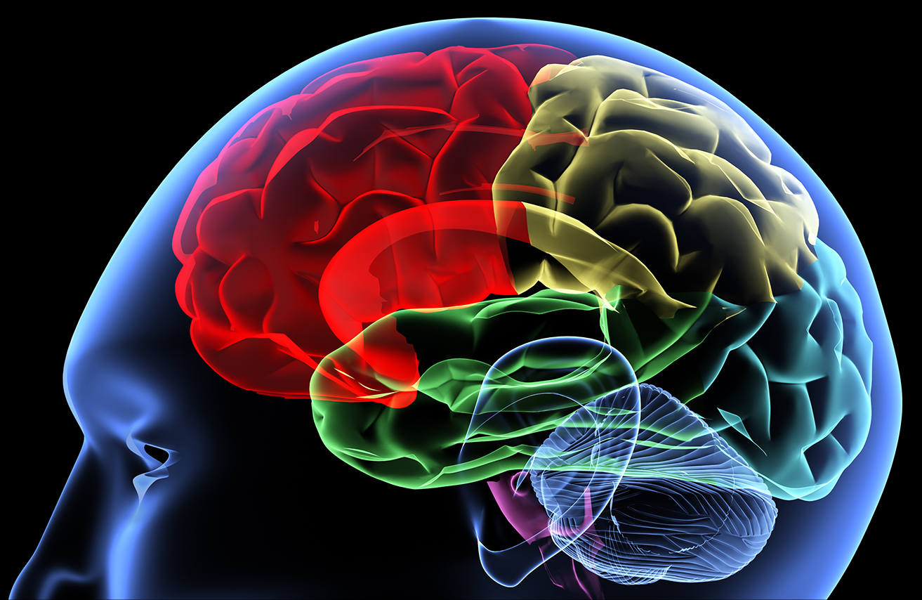 stock graphic of brain