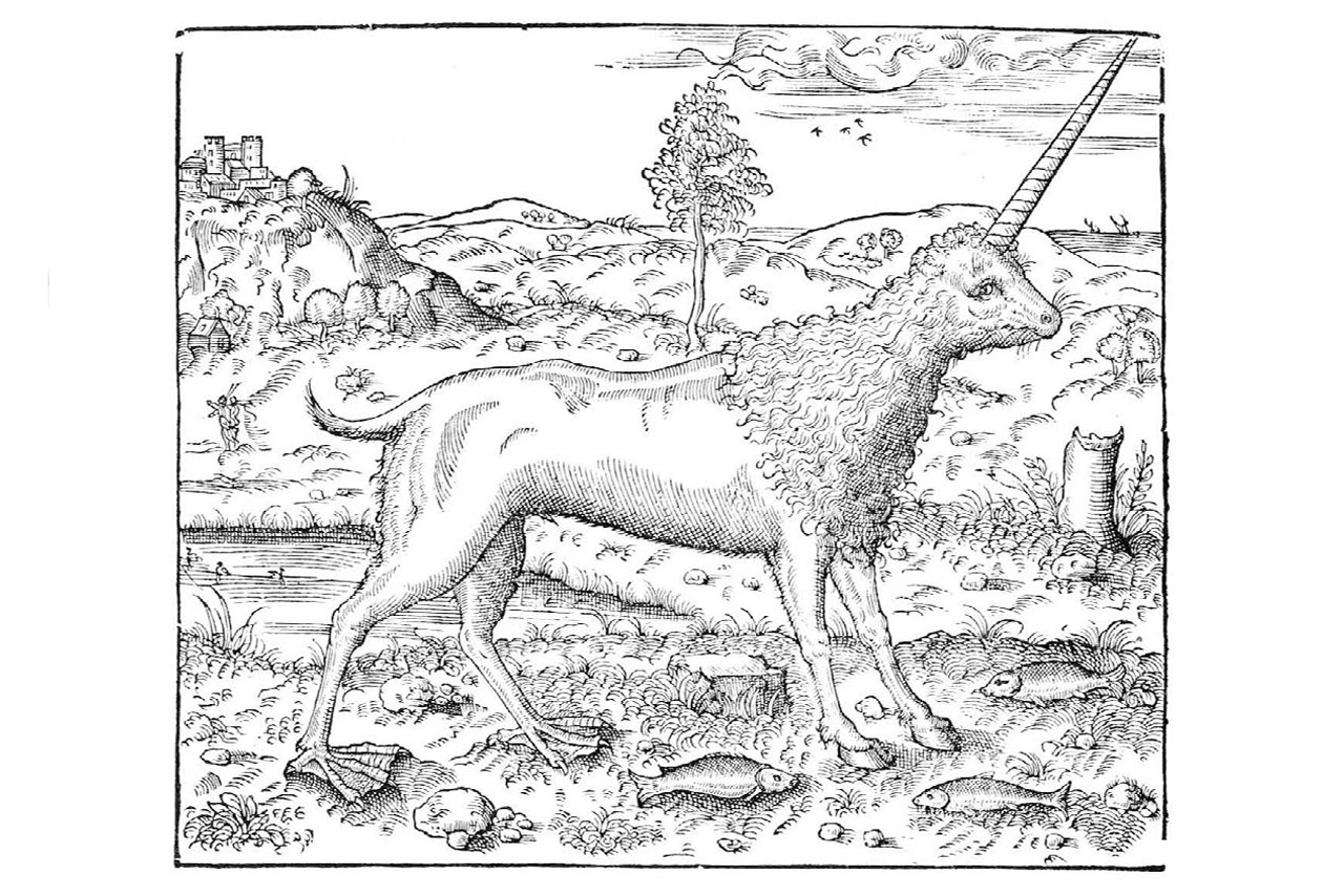Camphur illustration
