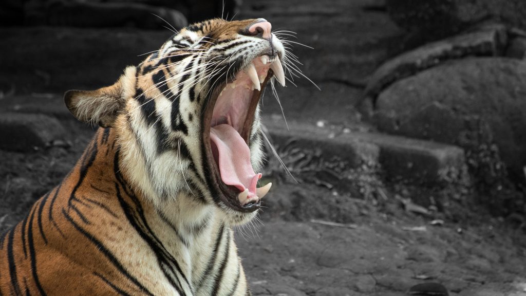 A tiger yawning