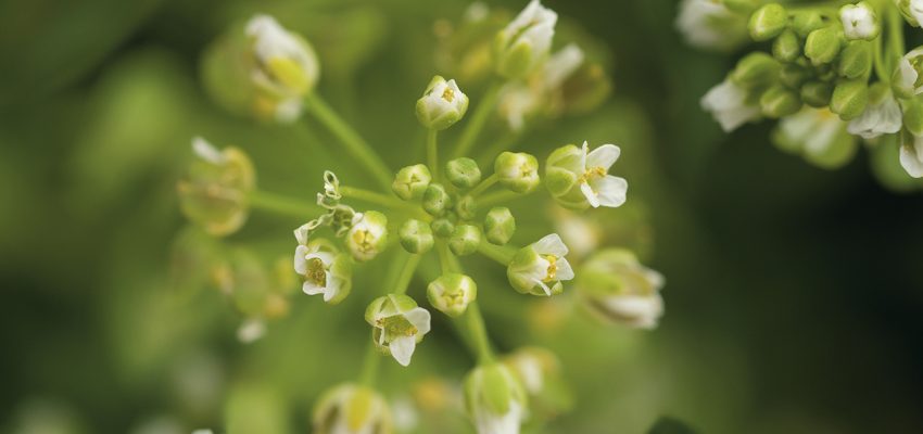 pennycress
