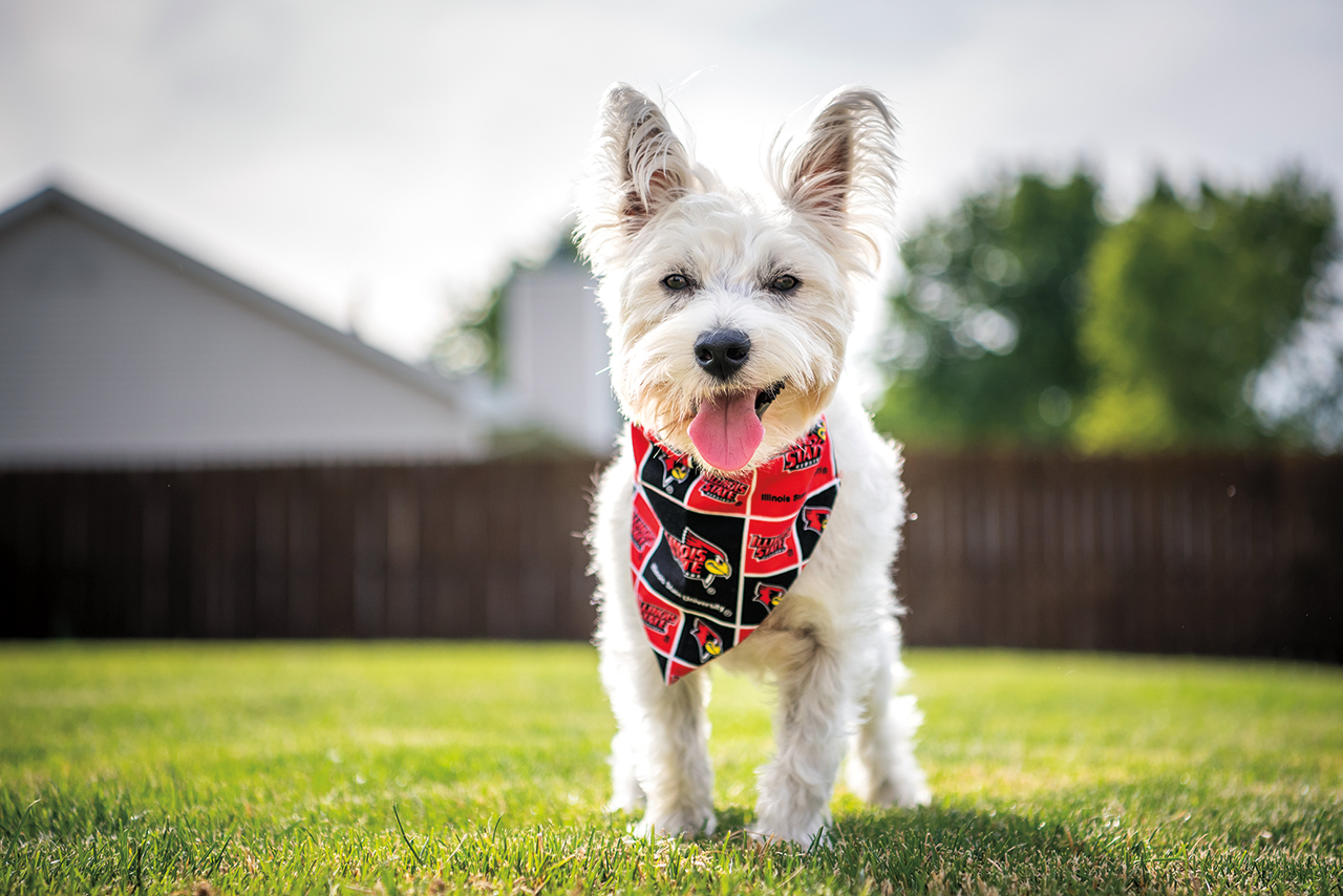 A dog wears a black and red Illinois State Redbirds bandana around his neck.