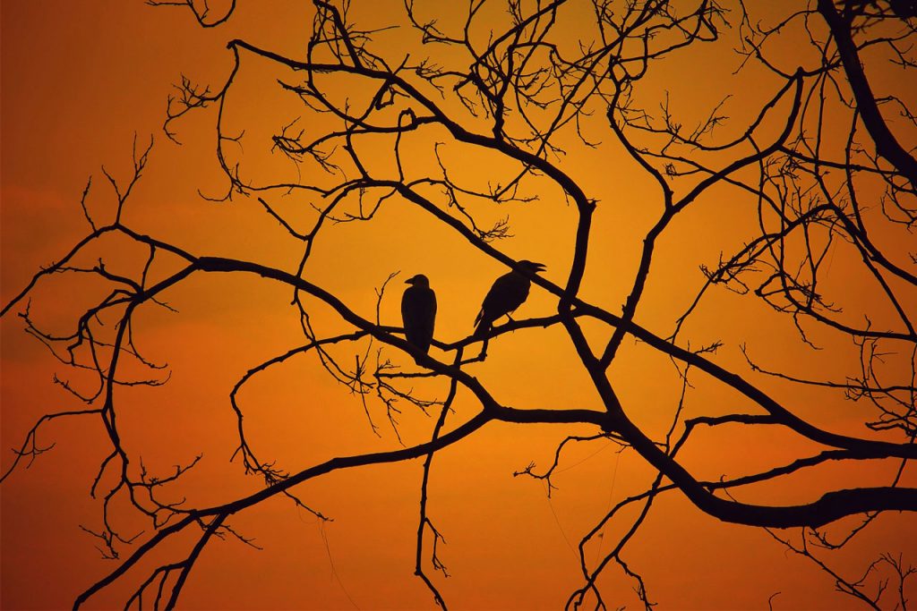 Silhouette of creepy birds sitting in a tree with an orange background