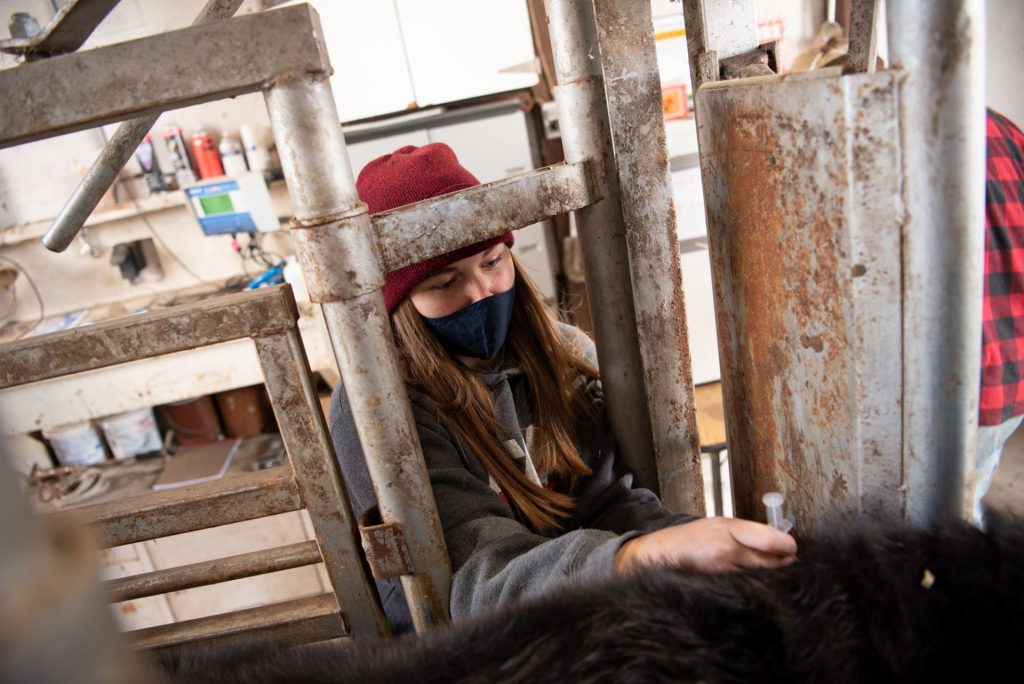 Female student vaccinates cattle