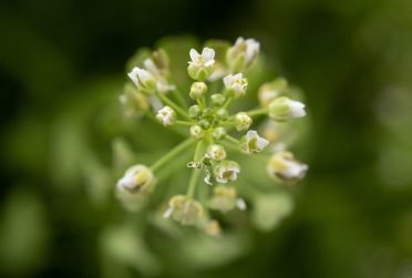 Close-up of pennycress plant.