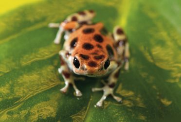 picture of poison dart frog on a leaf