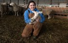 Julissa Navarrete holds a 2-day-old lamb in the larger lamb barn at the University Farm in Lexington.