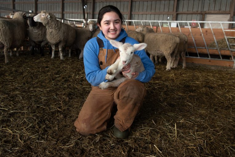 Julissa Navarrete holds a 2-day-old lamb in the larger lamb barn at the University Farm in Lexington.