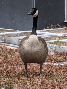 image of a Canadian goose near Hewitt-Manchester