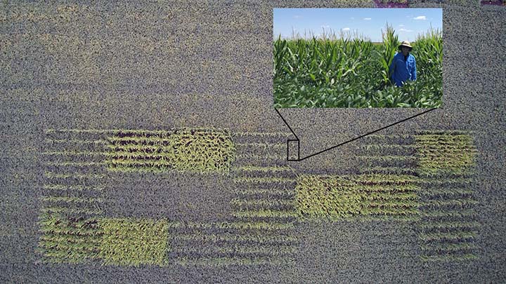 aerial image of corn and soybean field with image of woman in corn field