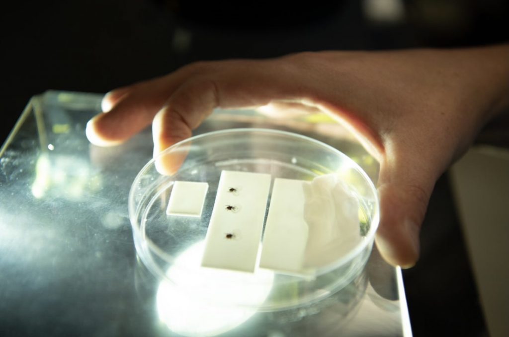 Ticks in a petri dish in a lab.