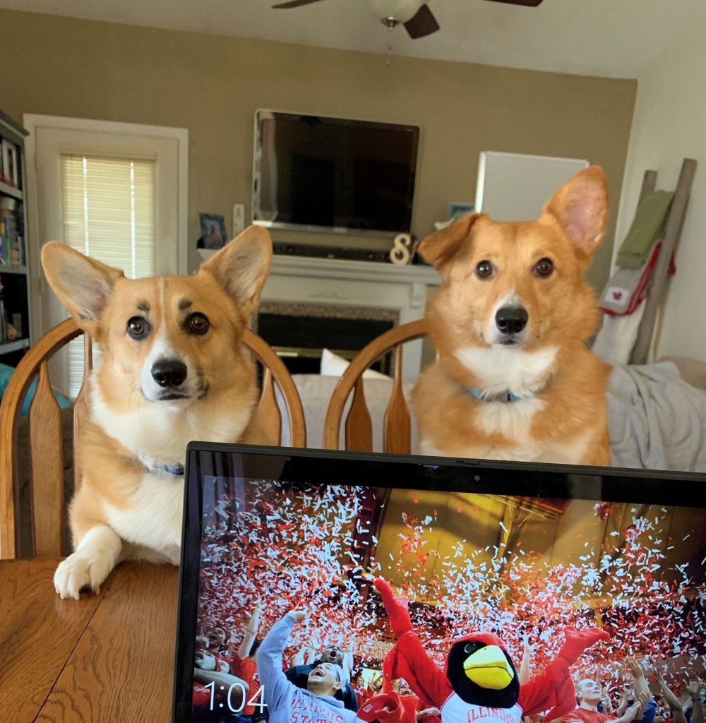 Samantha Meranda's two corgis like to watch her work at the kitchen table.