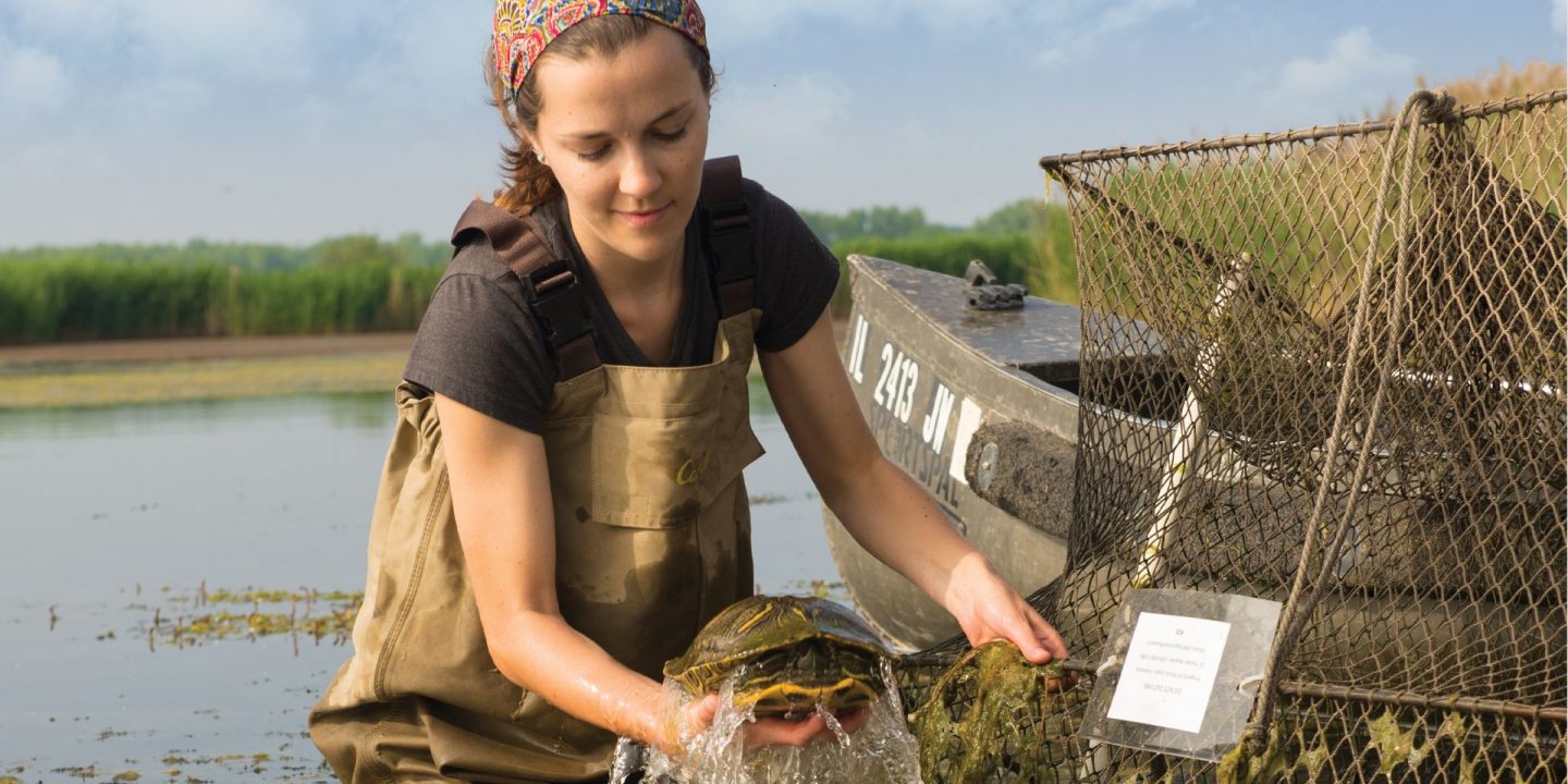 Redbird Scholar fall 2015 female biologist pulling a turtle out of the water cover textless