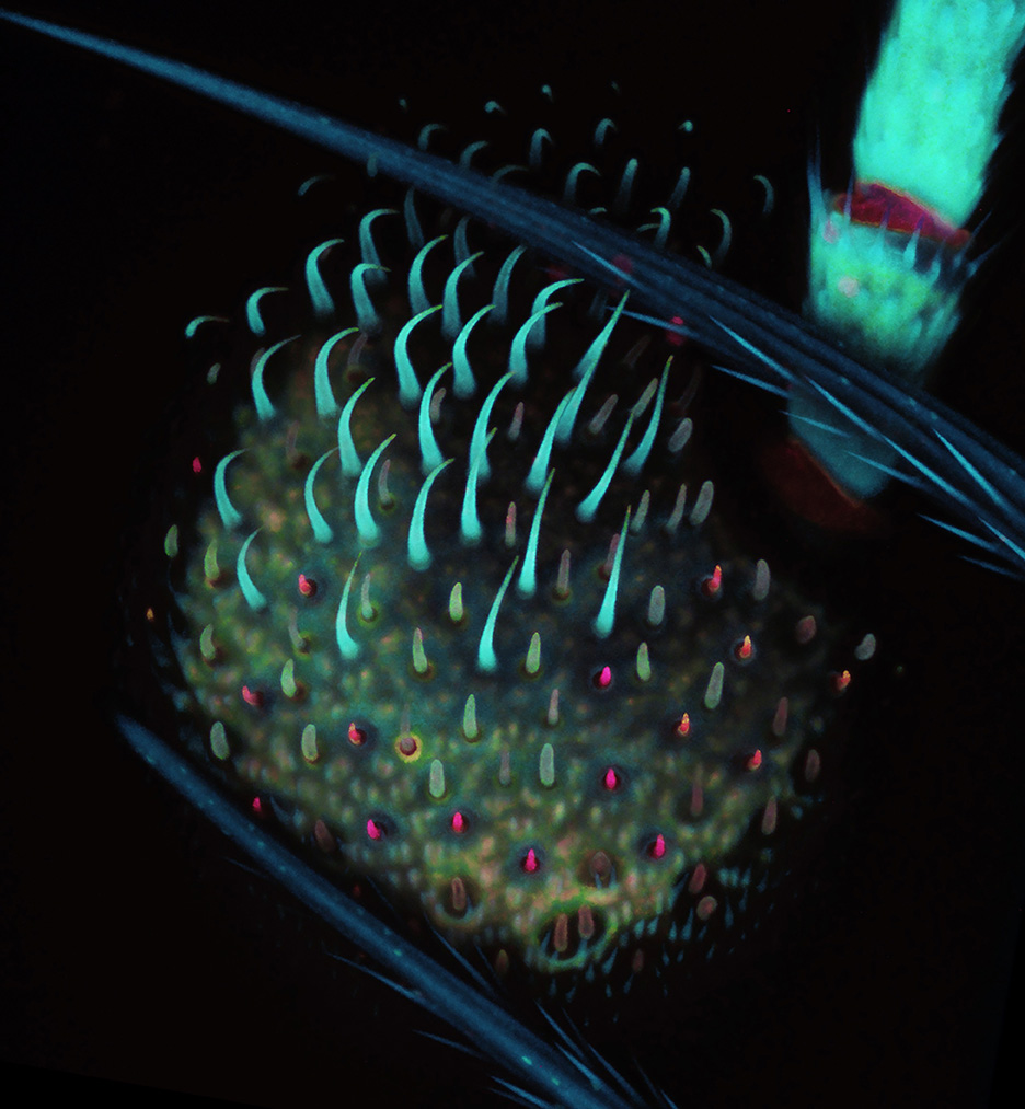the antennal lobe of Megaselia scalaris, the scuttle fly, using fluorescence lifetime imaging (FLIM)