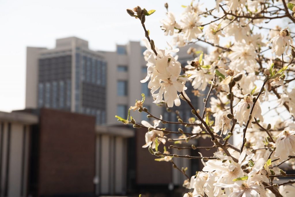 Flowering tree in foreground with Watterson Towers residence hall in background