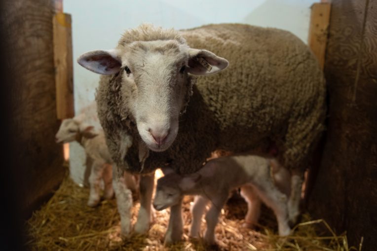 An ewe and her sheep inside a barn.