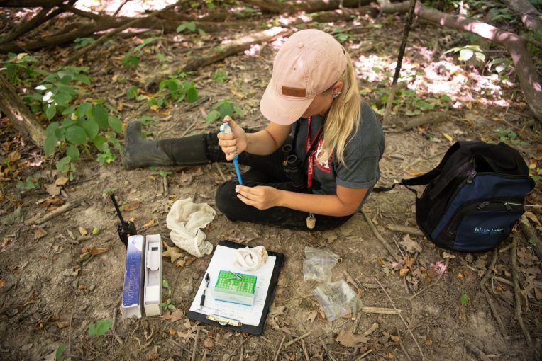 In summer 2020, Ashley Tauber studied the effect of antioxidants on wrens' nestling growth rate for her research funded by what was then called the Undergraduate Research Support Program grant.