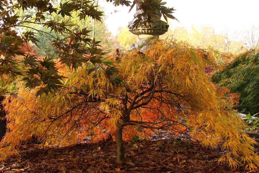 A Japanese maple tree